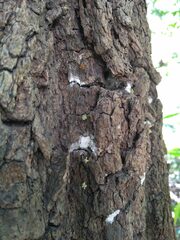 Fungi