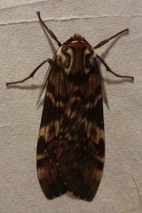 Phaegoptera