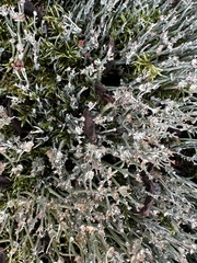 Cladonia amaurocraea