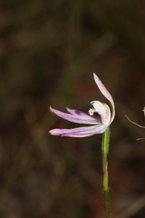 Caladenia fuscata