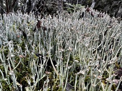 Cladonia amaurocraea