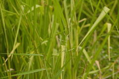 Urochloa mutica