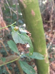 Verrucosa meridionalis