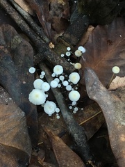 Strobilurus conigenoides