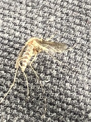 Aedes camptorhynchus