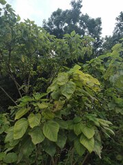 Clerodendrum chinense