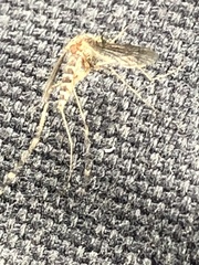 Aedes camptorhynchus