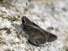 Atrytonopsis pittacus