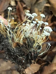 Strobilurus conigenoides