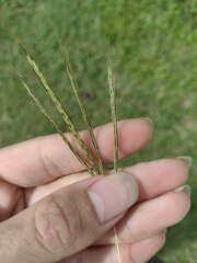 Bothriochloa pertusa