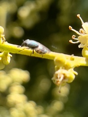 Stomorhina discolor