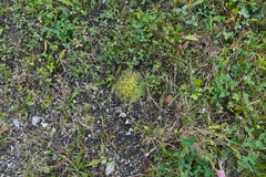 Brachythecium rutabulum