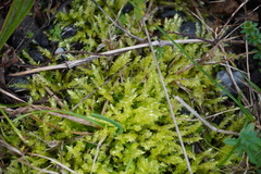 Brachythecium rutabulum