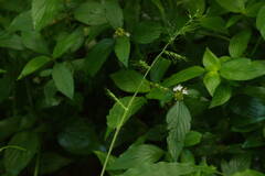 Oplismenus hirtellus