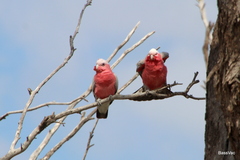Eolophus roseicapilla albiceps