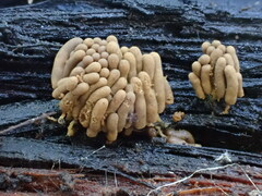 Arcyria obvelata