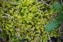 Brachythecium rutabulum