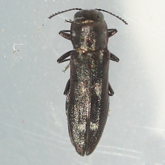 Agrilus pseudofallax
