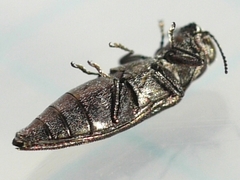 Agrilus pseudofallax