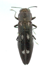 Agrilus pseudofallax