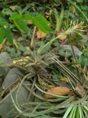 Tillandsia didisticha