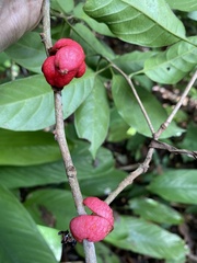 Doliocarpus lancifolius