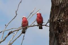 Eolophus roseicapilla albiceps