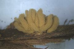 Arcyria obvelata