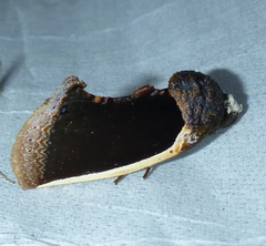 Gonodonta