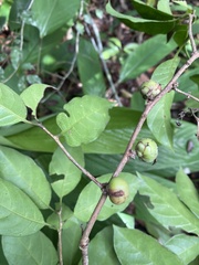 Doliocarpus lancifolius