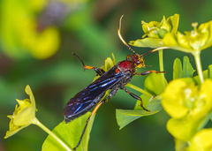 Ichneumon centrator