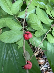 Doliocarpus lancifolius