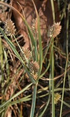 Cyperus retrorsus