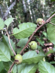 Doliocarpus lancifolius