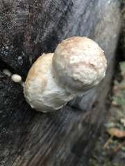 Hemipholiota
