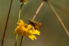Hylephila phyleus phyleus