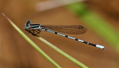 Argia bipunctulata