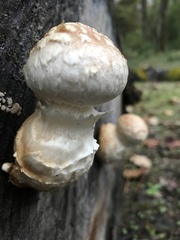 Hemipholiota