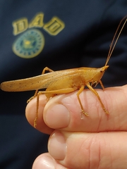 Pyrgocorypha uncinata