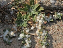 Gossypianthus lanuginosus
