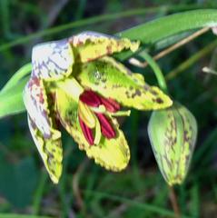Fritillaria affinis