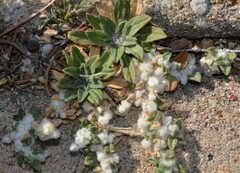 Gossypianthus lanuginosus