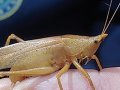 Pyrgocorypha uncinata