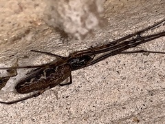 Tetragnatha laboriosa