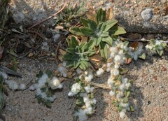 Gossypianthus lanuginosus