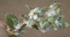 Gossypianthus lanuginosus