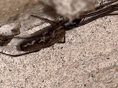 Tetragnatha laboriosa