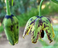 Fritillaria affinis