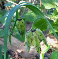 Fritillaria affinis