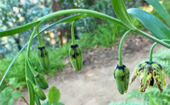 Fritillaria affinis